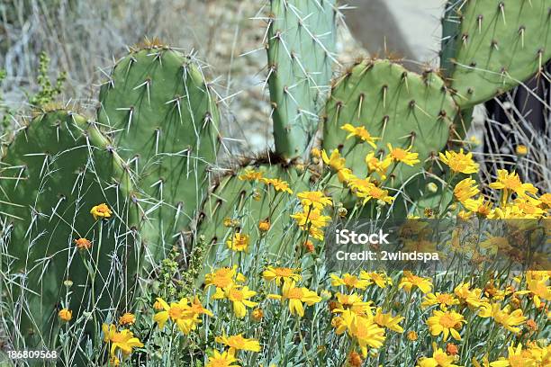 Dogweed Blumen Und Prickly Pear Cactus Stockfoto und mehr Bilder von Arizona - Arizona, Blume, Blüte