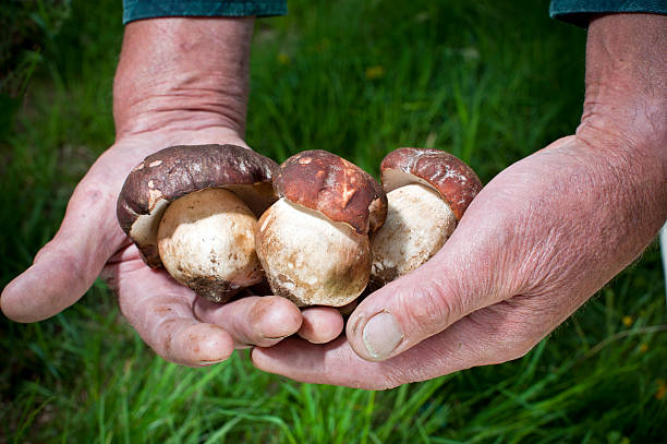 fungo porcino - porcini mushroom foto e immagini stock