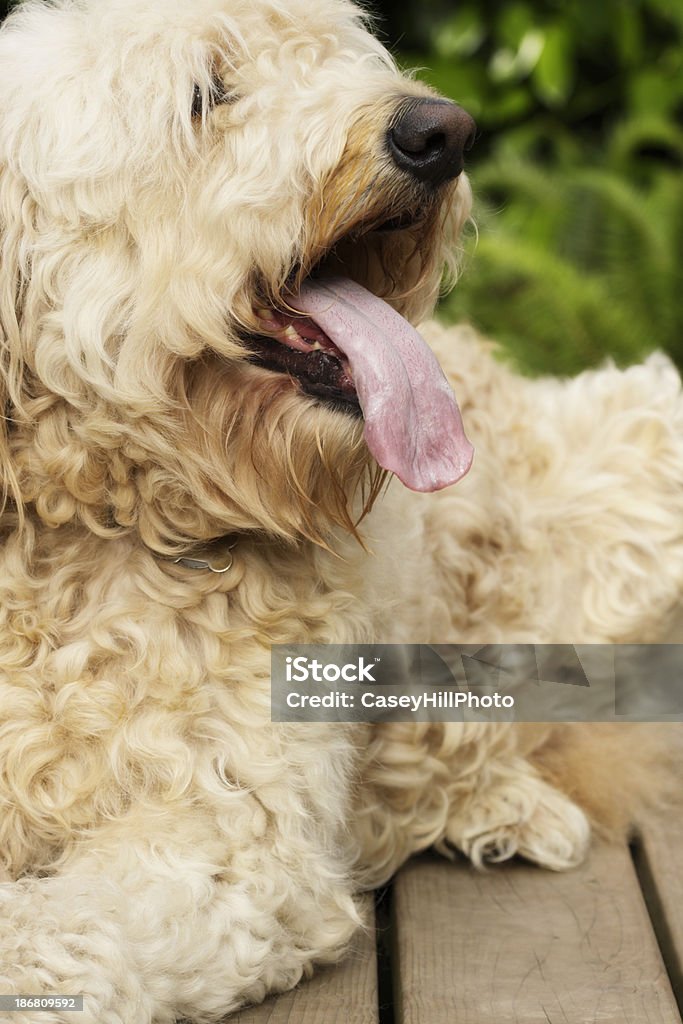 Goldendoodle - Royalty-free Animal Doméstico Foto de stock