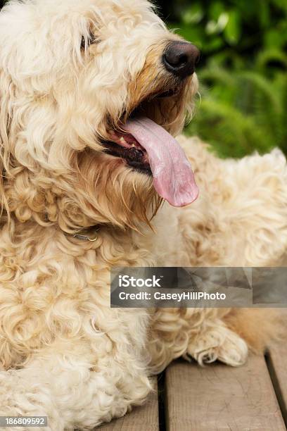 Goldendoodle - Fotografias de stock e mais imagens de Animal Doméstico - Animal Doméstico, Animal de Estimação, Beleza