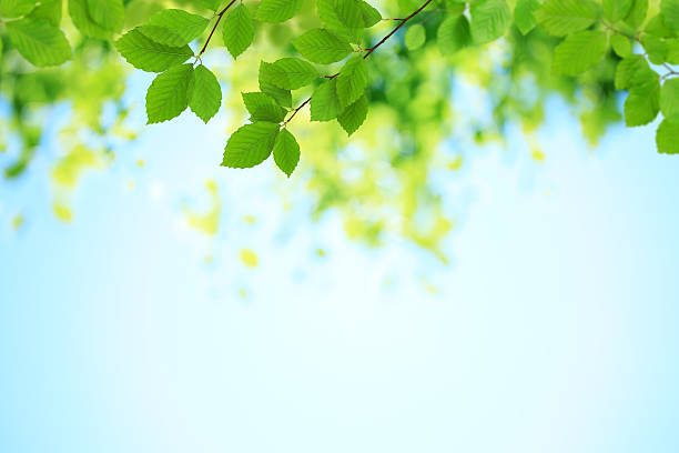 folhas verdes frescas - beech leaf leaf tree green - fotografias e filmes do acervo