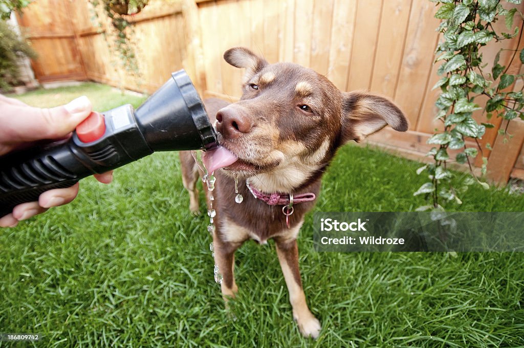 Thirsty dog takes drink from garden hose A thirsty dog takes a cool drink from garden hose on a hot summer day. Dog Stock Photo