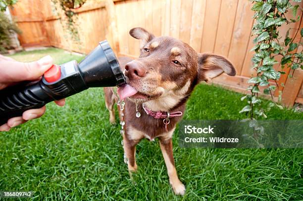 Thirsty Dog Takes Drink From Garden Hose Stock Photo - Download Image Now - Dog, Fence, Hose