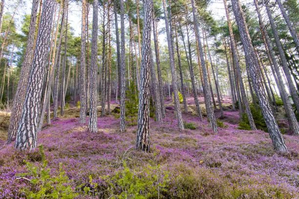 Colorful blooming heather plants in a mountain forest in Austria