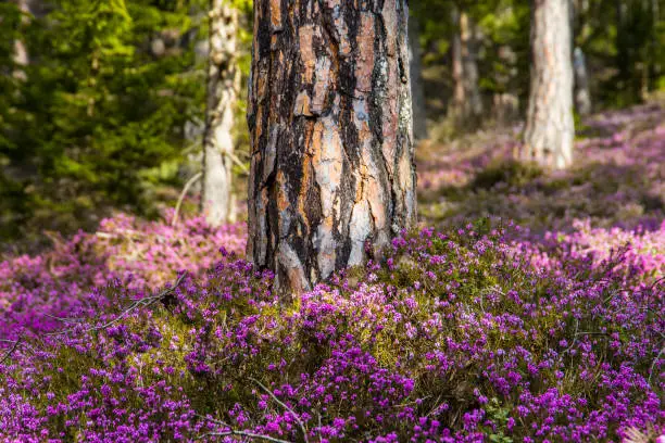 Tree stump surrounded by blooming erica plants during spring in Austria