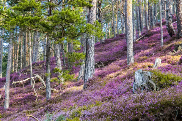 Blooming heather in purple colors covering a forest floor in spring in Styria, Austria