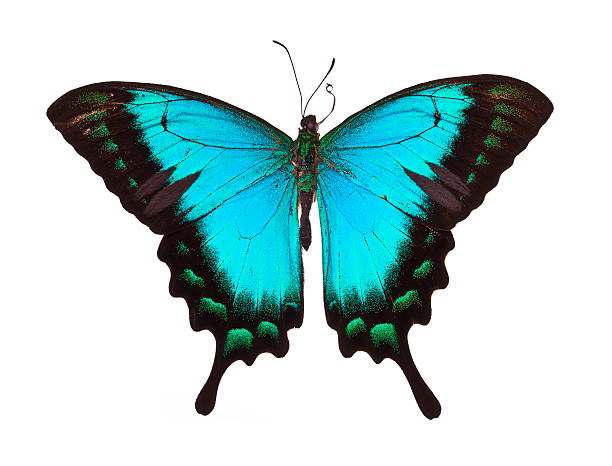 istock Butterfly Papilio lorquinianus albertisi 186809809