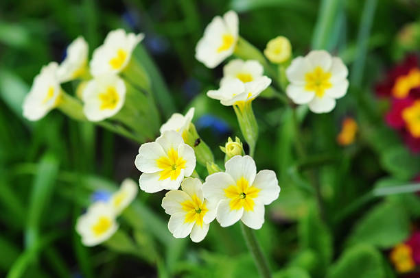 blanc jaune primrose (primulacées - primrose photos et images de collection