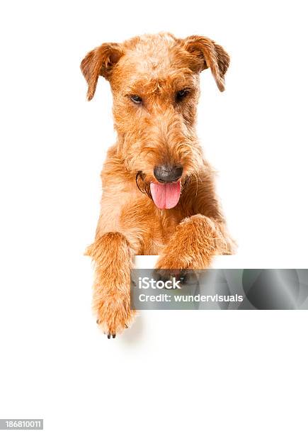 Photo libre de droit de Terrier Irlandais Avec Bannière banque d'images et plus d'images libres de droit de Chien - Chien, Panneau vierge, Terrier irlandais