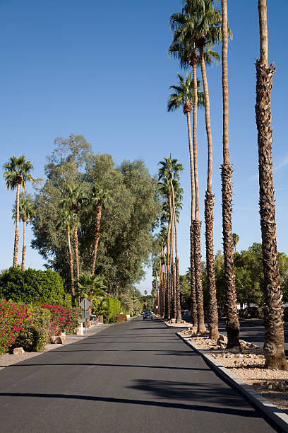 istock Tree Lined Street In Historic Las Palmas Palm Springs 186810134