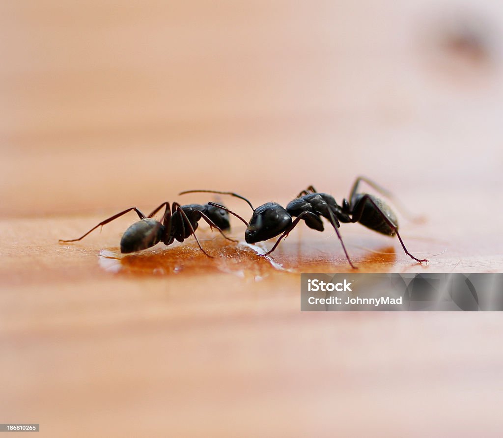 Two ants feeding off crumbs and spills left behind by people A macro shot of ants eating honey on a wood surface. Ant Stock Photo