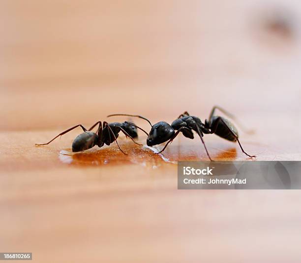 Two Ants Feeding Off Crumbs And Spills Left Behind By People Stock Photo - Download Image Now