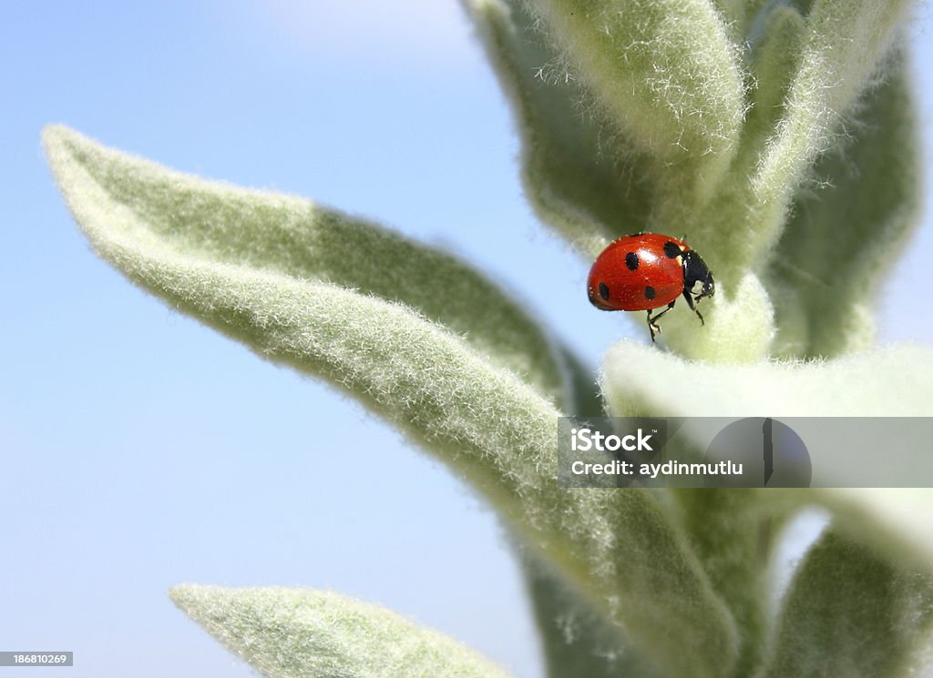 Coccinella su fiori - Foto stock royalty-free di Ambientazione esterna