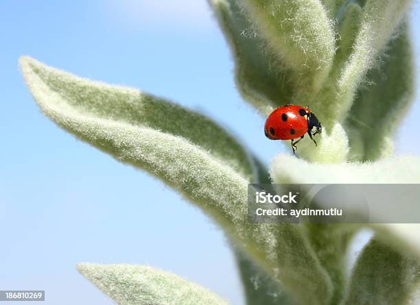 Coccinella Su Fiori - Fotografie stock e altre immagini di Ambientazione esterna - Ambientazione esterna, Ambiente, Animale