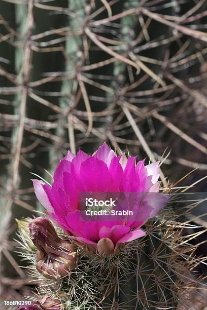 Hedgehog Cactus Bloom Stock Photo - Download Image Now - Arizona, Cactus, Desert Area