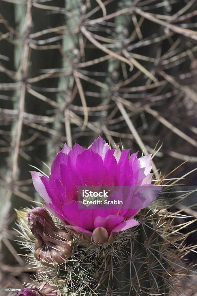 Cacto Hedgehog Bloom - Foto de stock de Arizona royalty-free