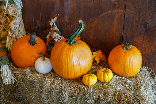 colorful pumpkins decoration on the hay