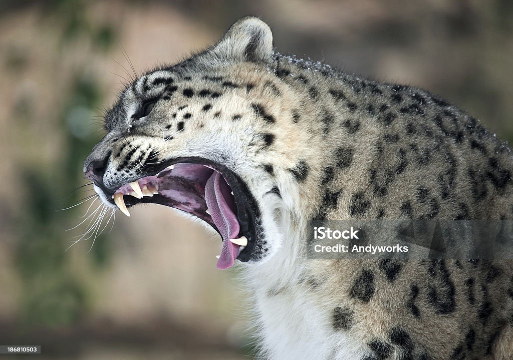 Gähnen Snow Leopard - Lizenzfrei Schneeleopard Stock-Foto