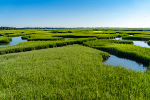 paesaggio di palude verde nella spiaggia di cape cod - cape cod new england sea marsh foto e immagini stock