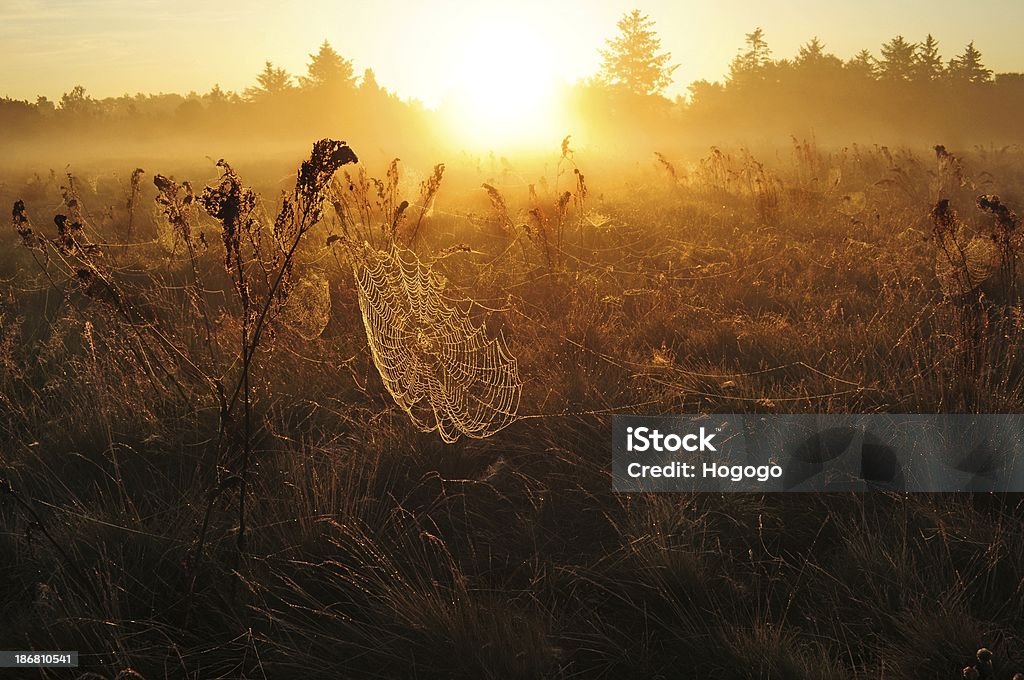 Cobweb nella nebbia di mattina all'alba - Foto stock royalty-free di Albero
