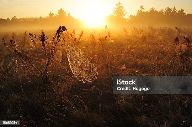 Cobweb В Утренний Туман На Рассвете — стоковые фотографии и другие картинки Без людей - Без людей, Восход солнца, Горизонтальный