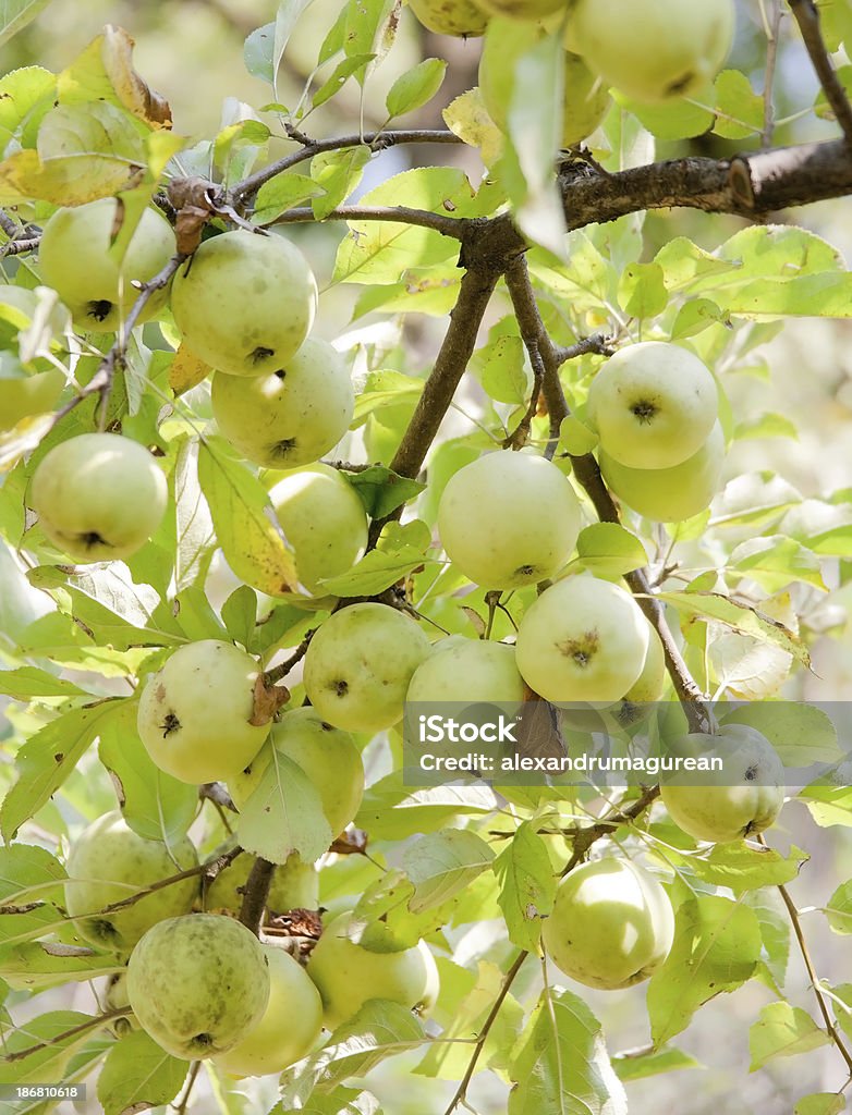 Apples On Branch Apple Tree Foliage.Organic Fruits.Taken with L Glass Lens.Natural Colors. Agriculture Stock Photo