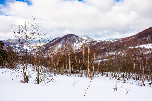 mountainous winter landscape. scenery with leafless birch trees on a snow covered hill on a cloudy day