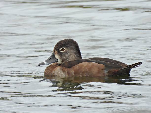 Ring-necked Duck (Aythya collaris) - female   swimming in a lake