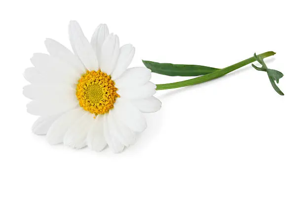 Photo of Stock photo of a white daisy on a white background 