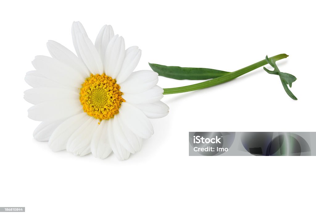 Flor isolada - Foto de stock de Camomila Romana royalty-free