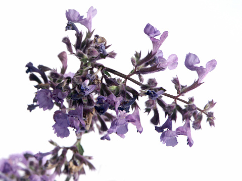 A high-angle shot of Breckland thyme among stones