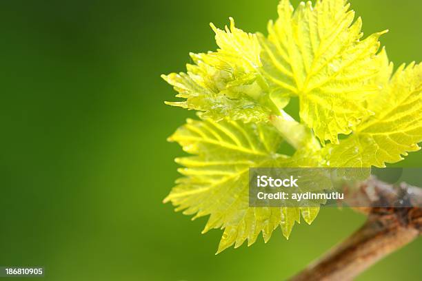 Foglia Di Vite - Fotografie stock e altre immagini di Agricoltura - Agricoltura, Ambientazione esterna, Ambiente