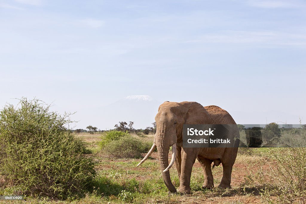 Elephant in front of Kilimanjaro. Amboseli, Tanzania. "Elephant in front of Kilimanjaro. Amboseli, Tanzania.See also my LB:" Africa Stock Photo