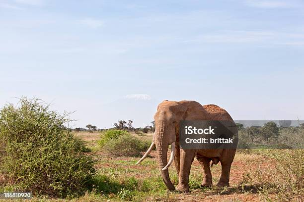 Elephant In Front Of Kilimanjaro Amboseli Tanzania Stock Photo - Download Image Now