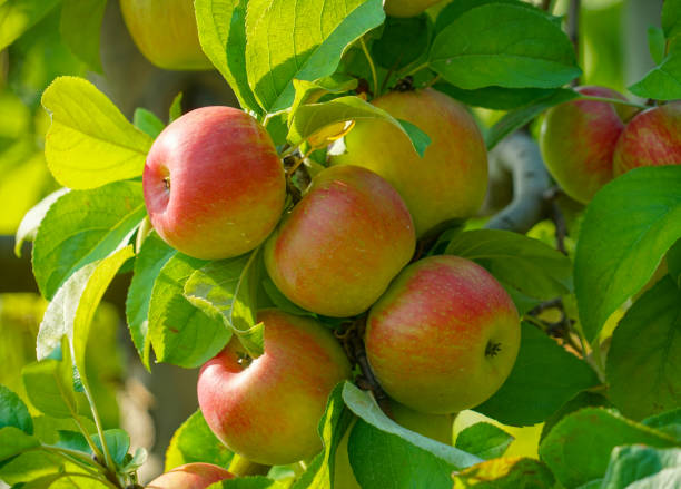 istock red apples on the tree in harvest season 1868109504