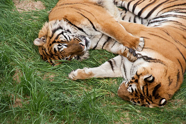 Tigers in love. Loving couple tiger safari animals close up front view stock pictures, royalty-free photos & images