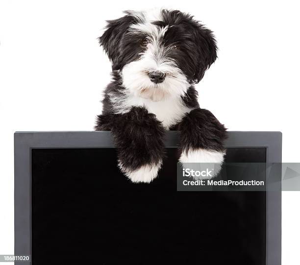 Pies Na Tablicy - zdjęcia stockowe i więcej obrazów Pies - Pies, Portret, Zamieszanie