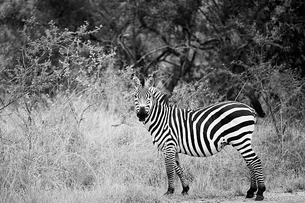 istock Zebra at Lake Mburo National Park 186811069