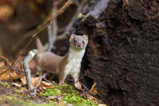 Cute least weasel (Mustela nivalis) standing near a tree stump in a forest.