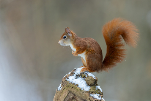 Eurasian red squirrel (Sciurus vulgaris) sitting on a tree stump in winter.