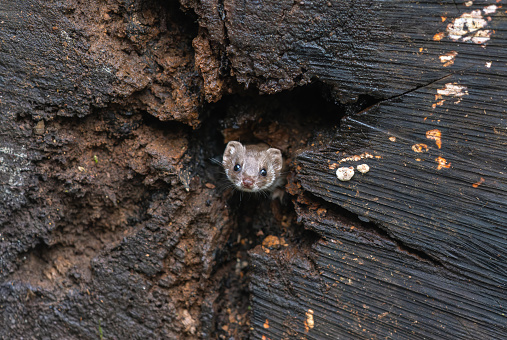 Cute least weasel (Mustela nivalis) looking out of a hole in a tree stump.