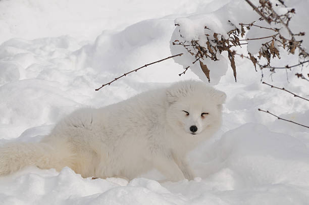 piesiec - arctic fox zdjęcia i obrazy z banku zdjęć