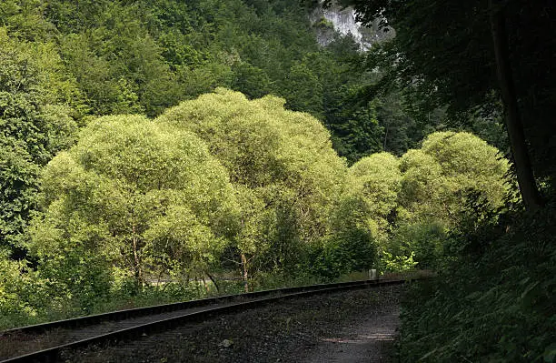 "bright trees and railroadtracks with a footpath in Wiesenttal, GAweinstein, near to BeringersmAhle and StempfermAhle"