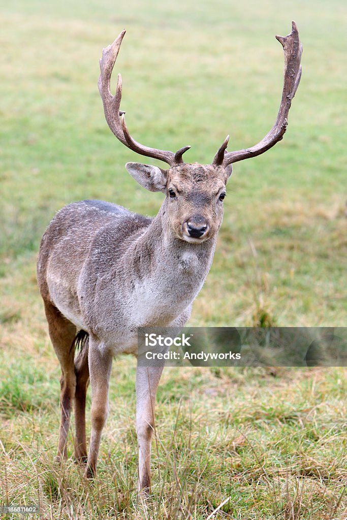 Wunderschöne Damhirsch (Dama dam. - Lizenzfrei Bock - Männliches Tier Stock-Foto