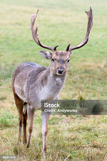 Wunderschöne Damhirsch Dama Dam Stockfoto und mehr Bilder von Bock - Männliches Tier - Bock - Männliches Tier, Damhirsch, Einzelnes Tier