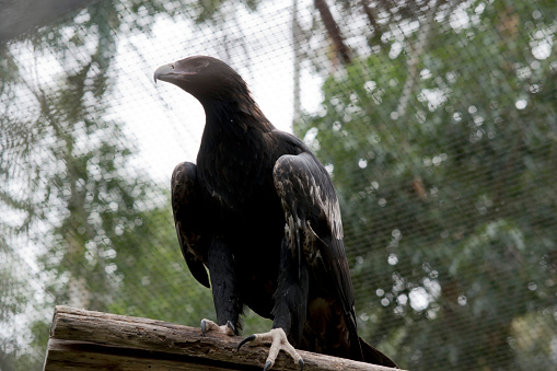 The Wedge-tailed Eagle is a dark brown-black color. The beak of the Wedge-tailed Eagle is pale cream.