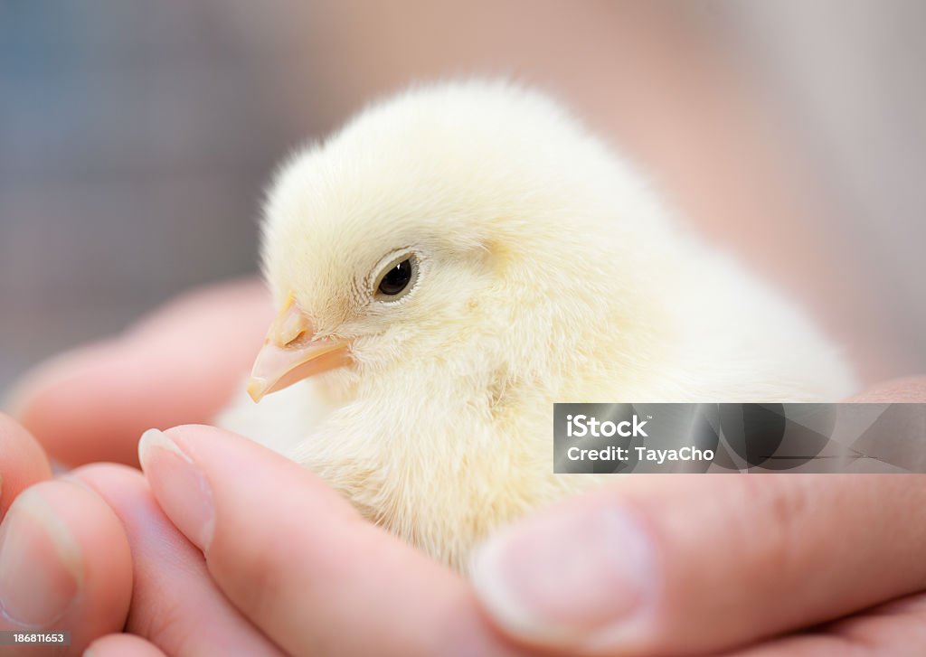 Frango de bebê realizados em mãos - Foto de stock de Pinto royalty-free