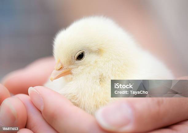 Foto de Frango De Bebê Realizados Em Mãos e mais fotos de stock de Pinto - Pinto, Cabeça de animal, Pássaro Jovem