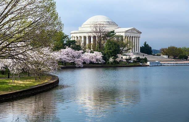 istock Jefferson Memorial with Cherry Blossoms 186811683