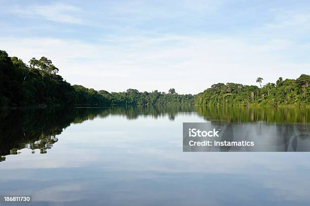 Regenwald In Peru Stockfoto und mehr Bilder von Amazonas-Region - Amazonas-Region, Amazonien, Baum